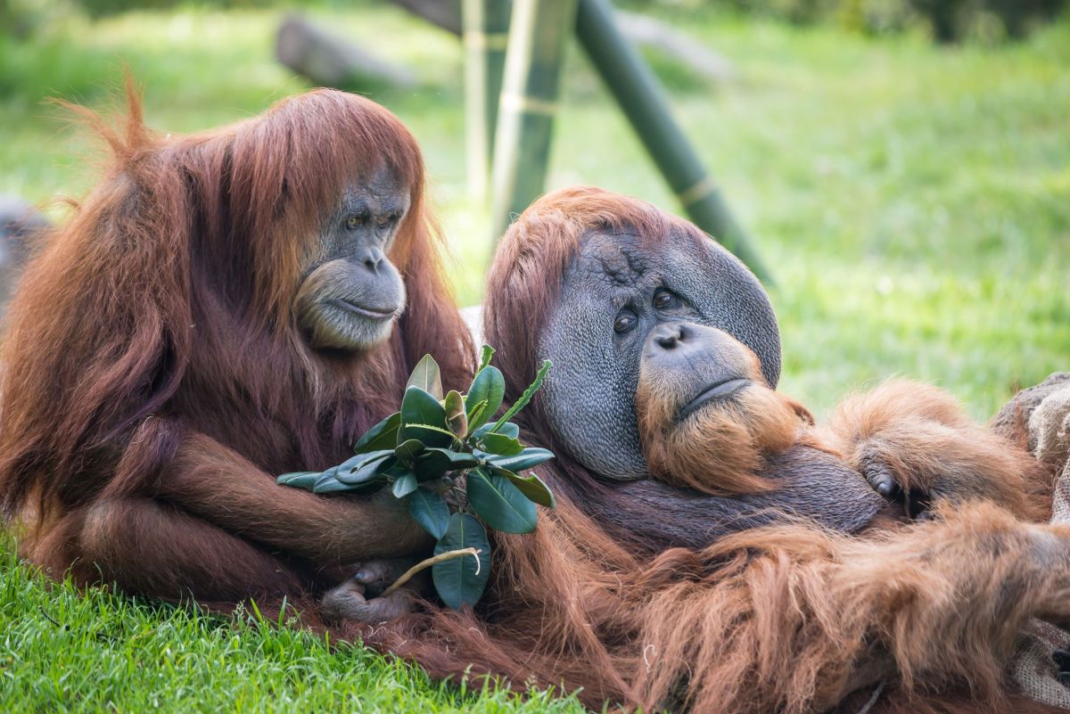 Los orangutanes y los bonobos del zoo estadounidense reciben la vacuna experimental COVID-19