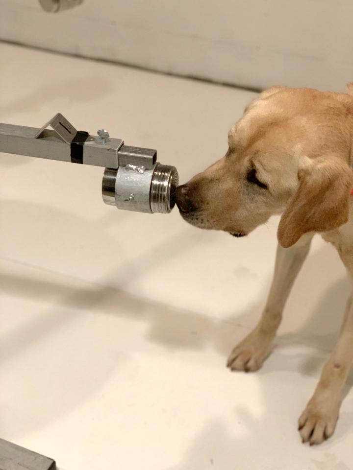 Los perros entrenados pueden oler el coronavirus en su orina