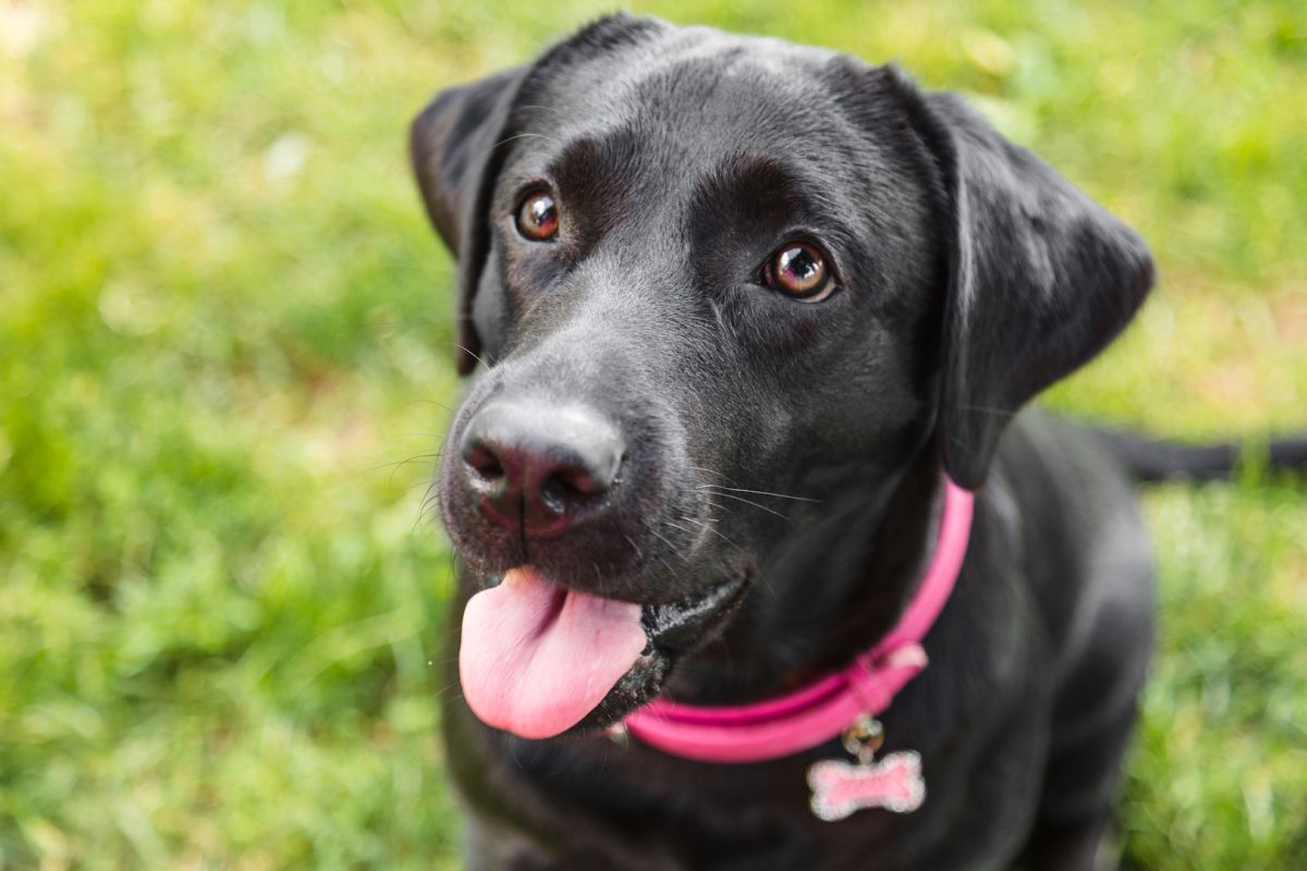 Los perros entrenados pueden oler el coronavirus en su orina