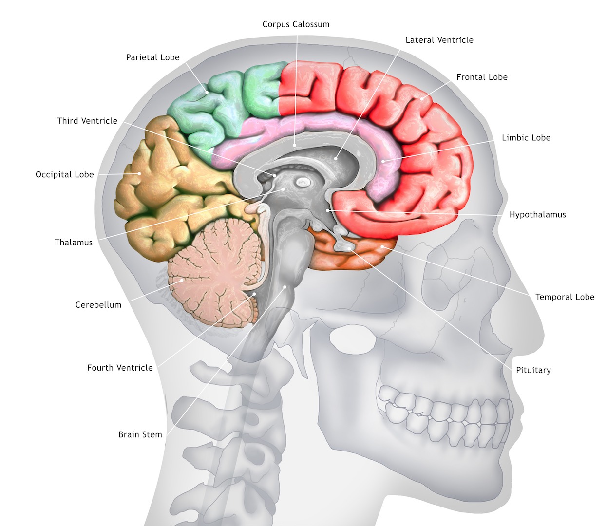  Datos, funciones y anatomía