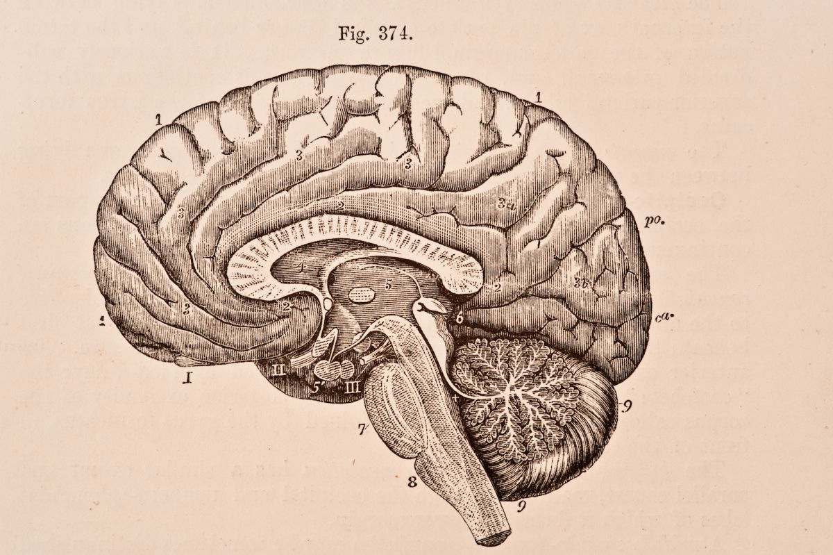 Datos, funciones y anatomía del cerebro