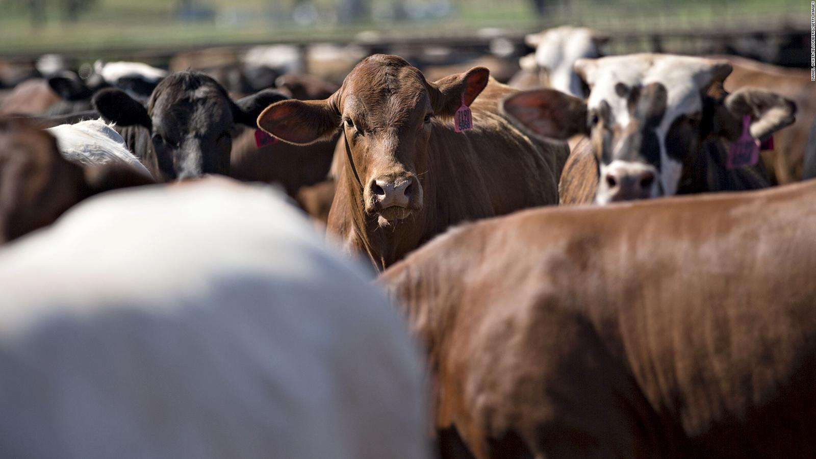 La contaminación atmosférica derivada de la producción de alimentos de origen animal está relacionada con 12.700 muertes al año, según un estudio