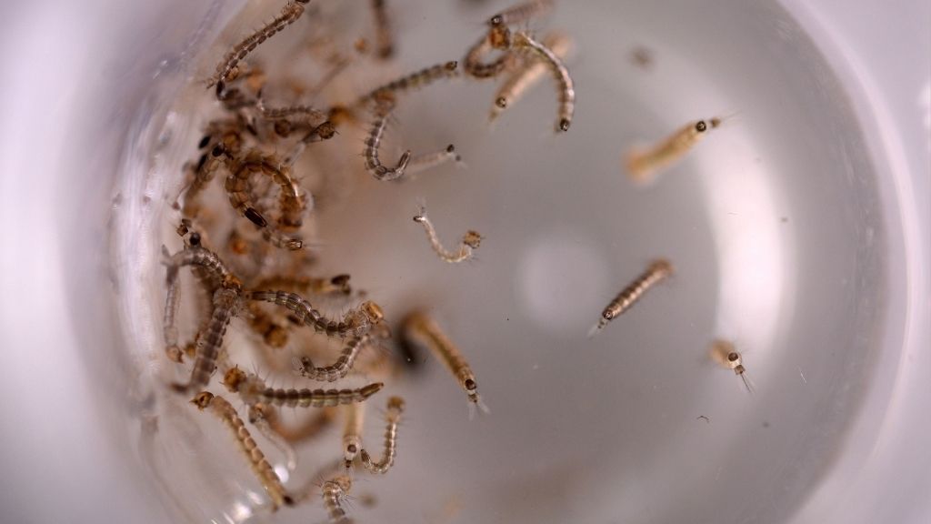 Liberaci贸n de los primeros mosquitos modificados gen茅ticamente en Estados Unidos