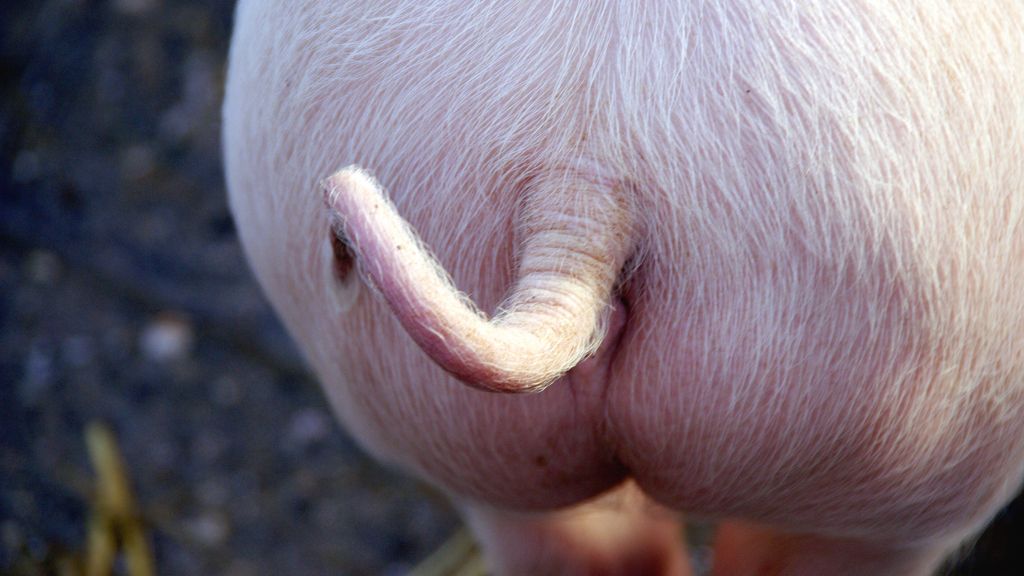 Los cerdos pueden respirar por el culo. ¿Pueden los humanos?