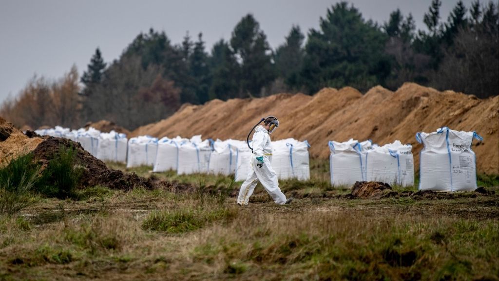 Los visones zombis sacrificados por el coronavirus 