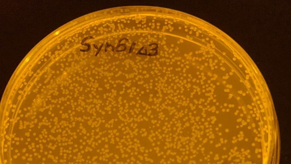 Científicos reprograman bacterias para que sean inmunes a los virus