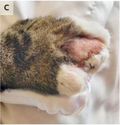 Una mujer contrae una rara infección de viruela bovina a través de su gato.