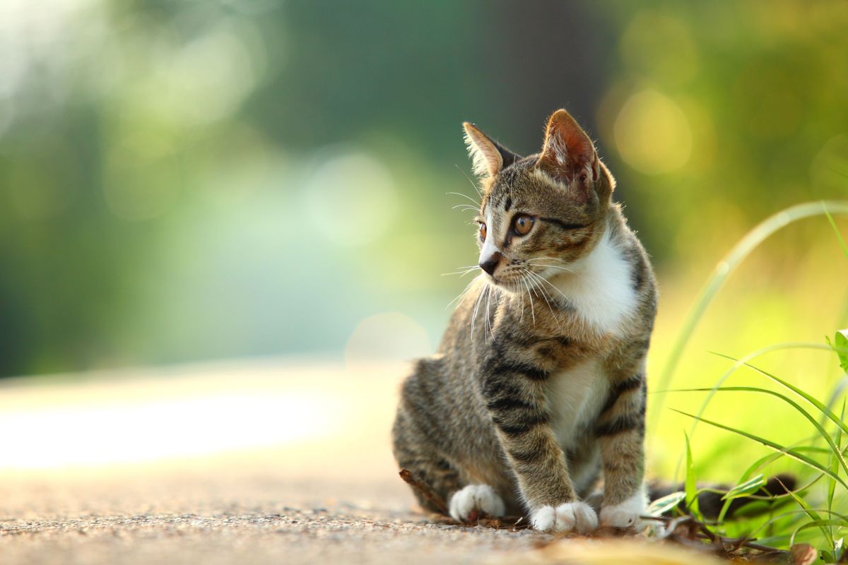 Una mujer contrae una rara infección de viruela bovina a través de su gato.