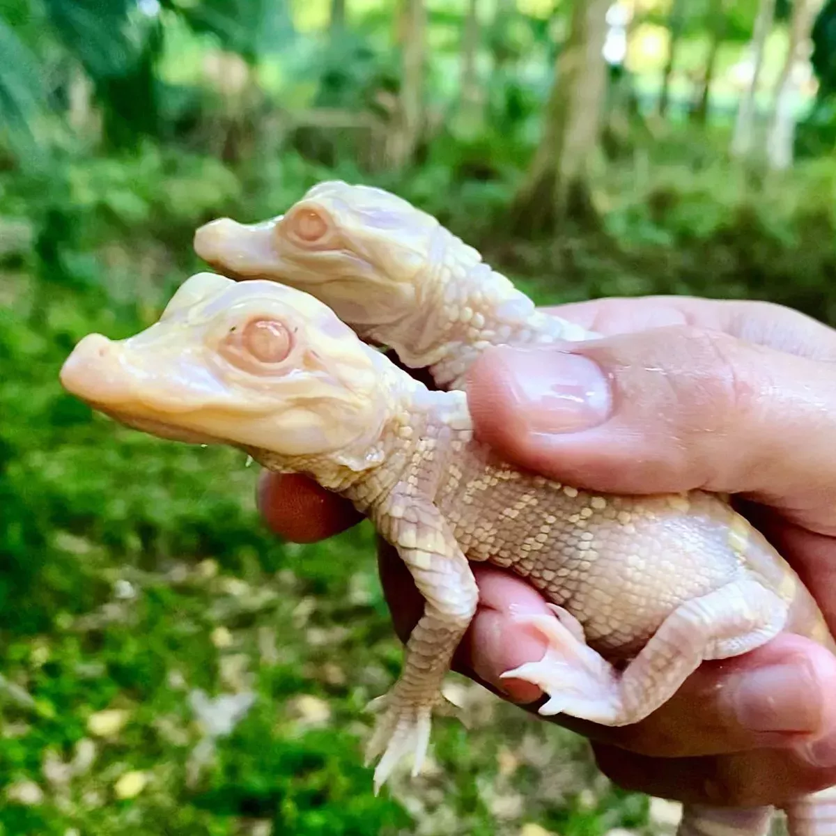 Nacen inquietantes crías de caimán albino en un parque de animales de Florida