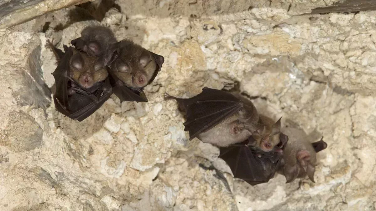 Los virus encontrados en murciélagos de Laos son los parientes más cercanos conocidos del SARS-CoV-2