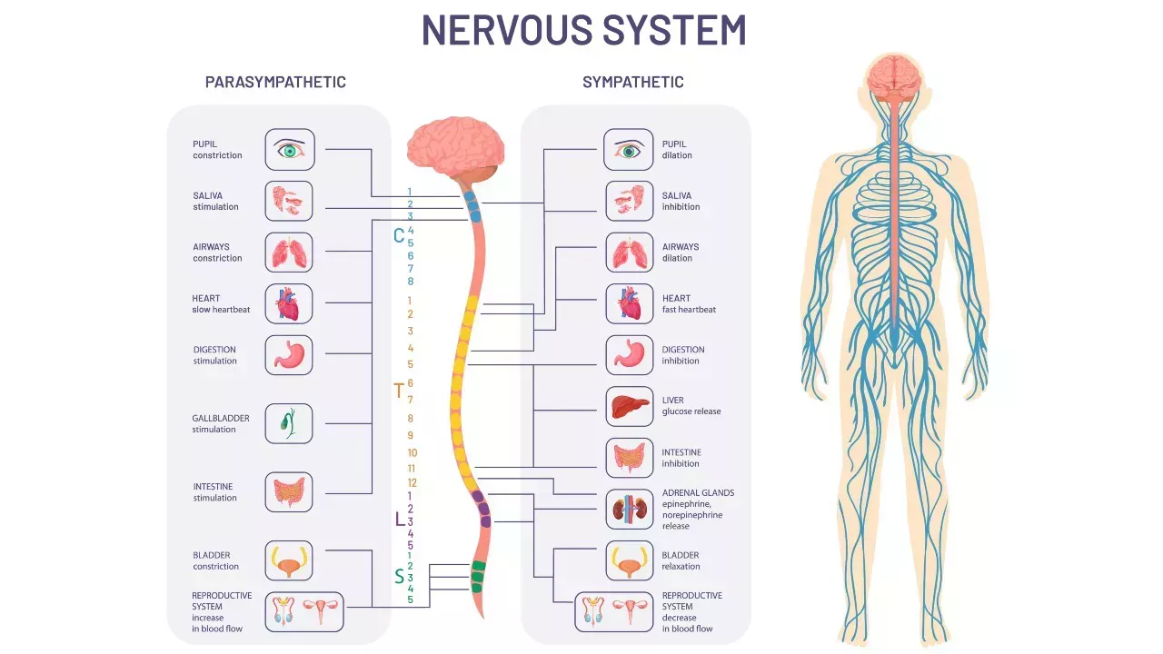  El sistema nervioso simpático