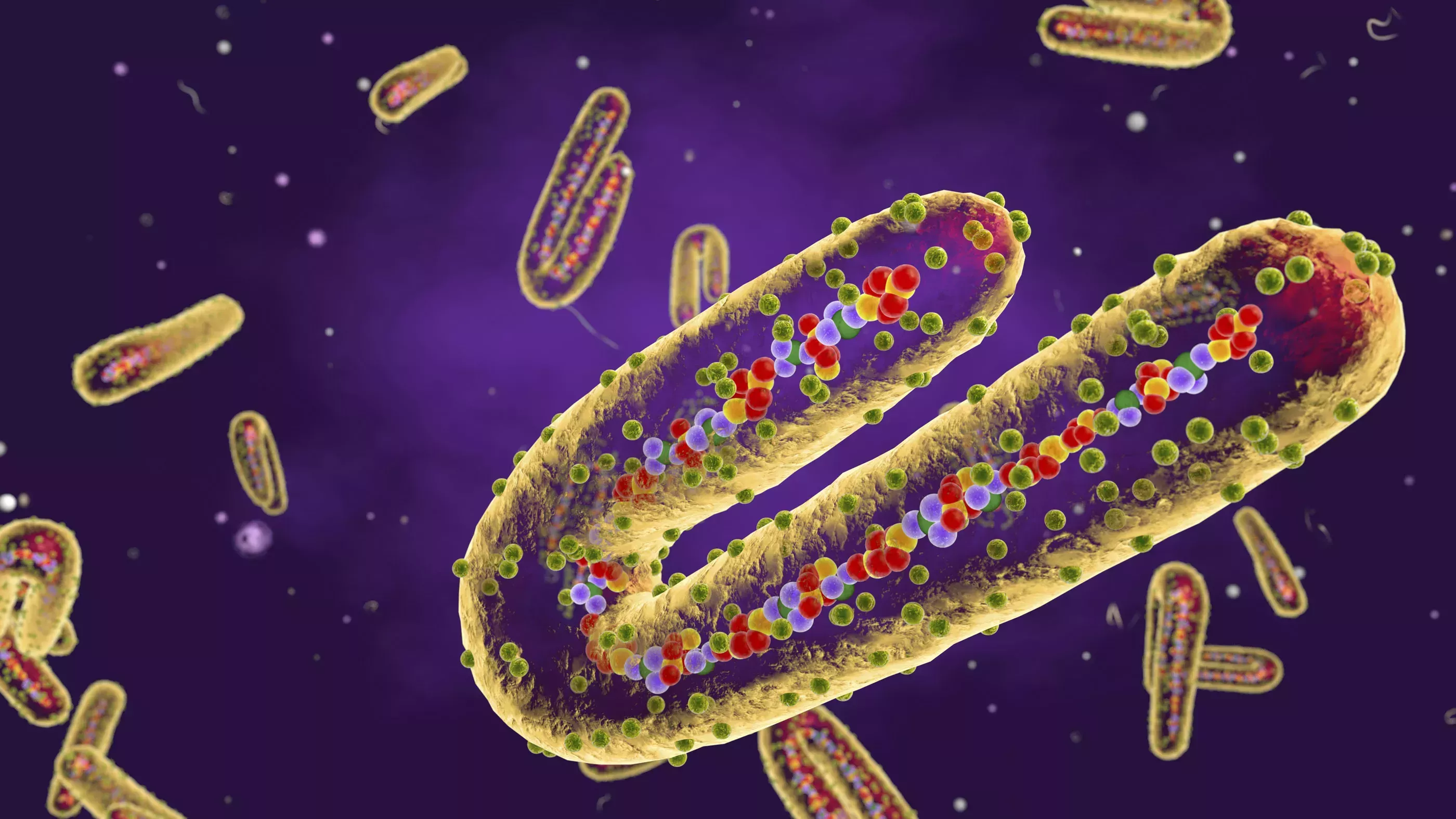 Los virus más mortíferos de la historia