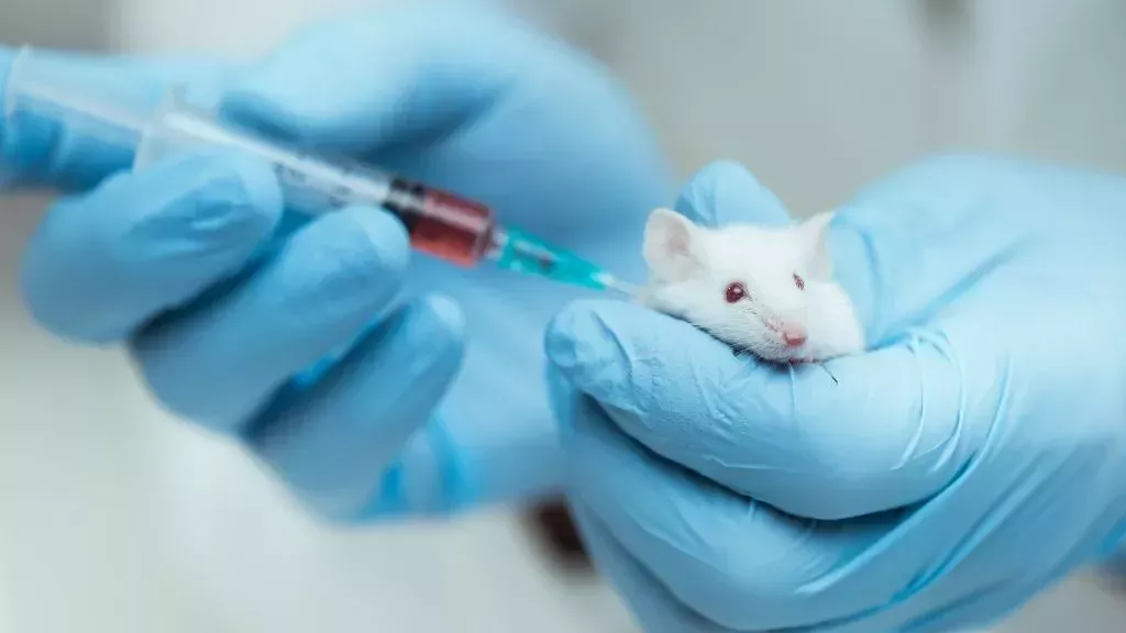 La vacuna antienvejecimiento es prometedora en ratones, ¿funcionará en humanos?