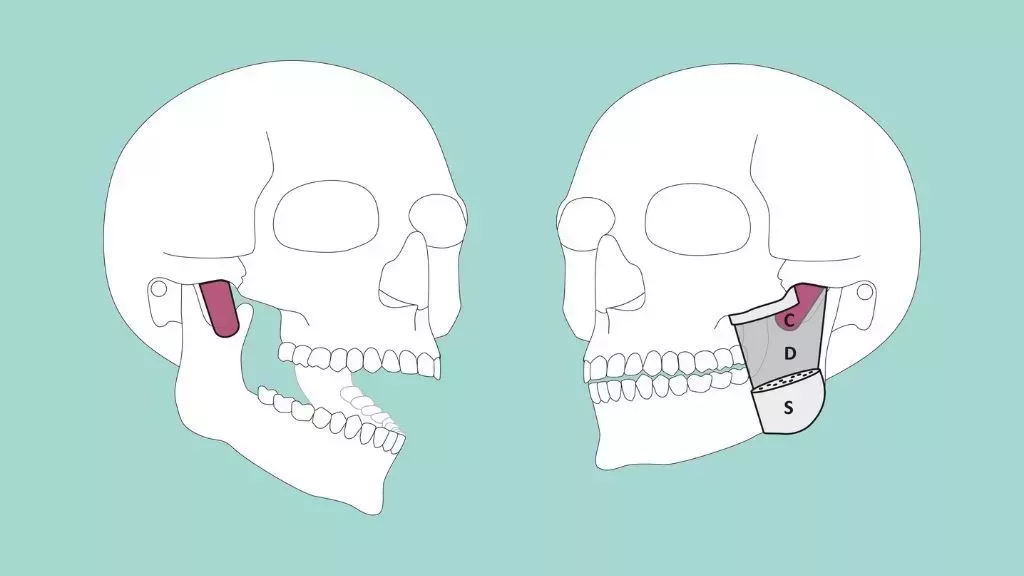 Los científicos descubren una nueva parte del cuerpo