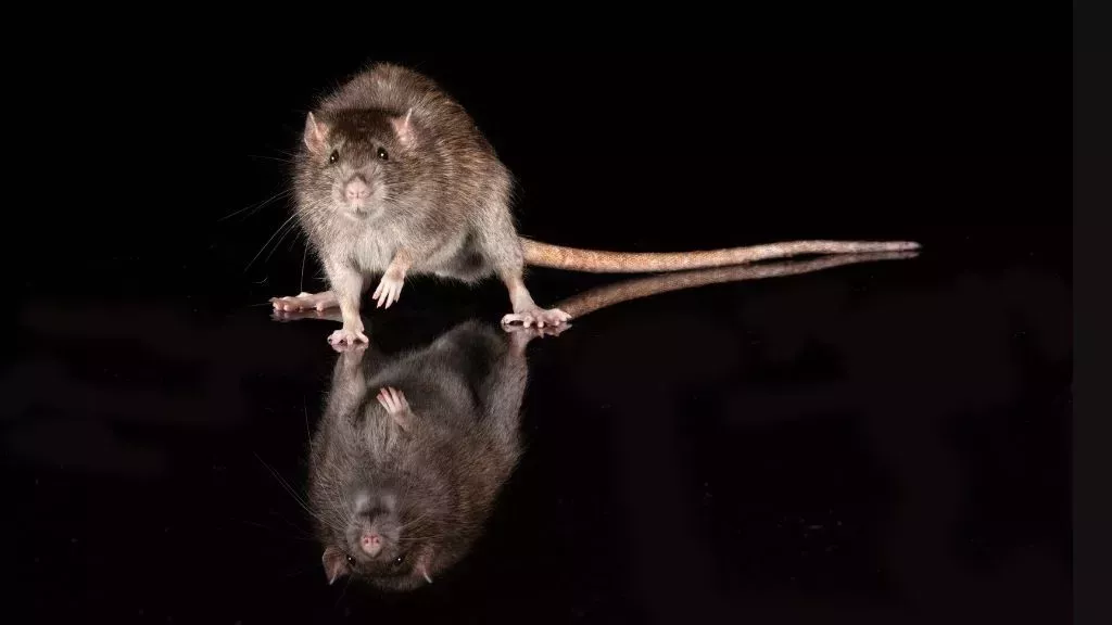 Una variante de Omicron podría haber evolucionado en las ratas, según una teoría