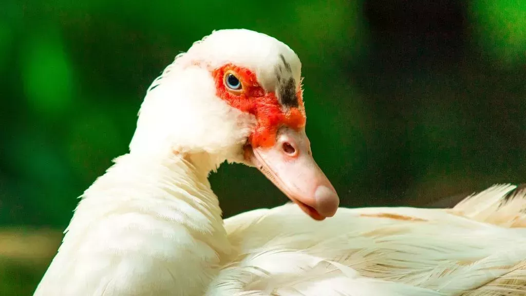 Detectado el primer caso humano de gripe aviar H5N1 en el Reino Unido en un hombre con patos como mascota