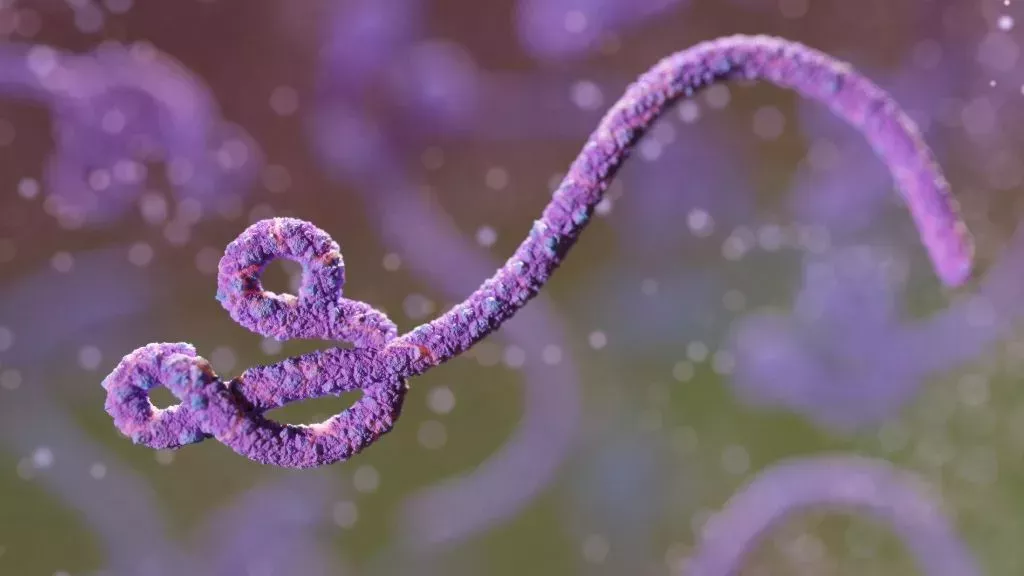 El ébola puede permanecer en el líquido cefalorraquídeo y provocar una recaída mortal, según un estudio en monos