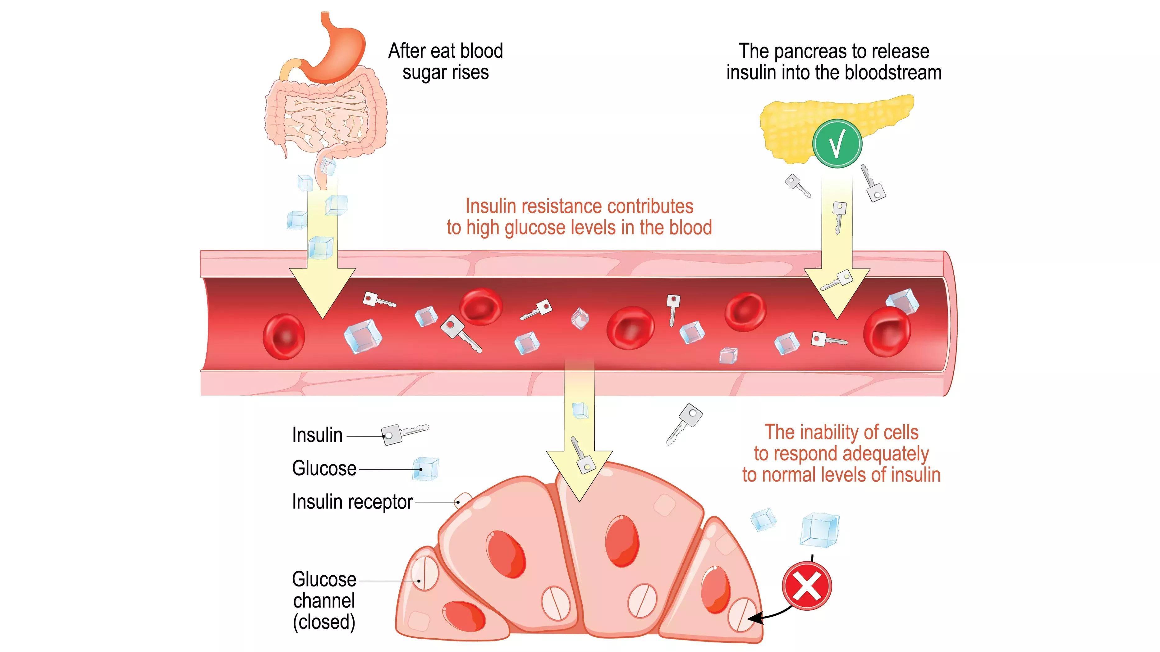  Factor de riesgo de enfermedades cardíacas y diabetes