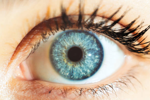 Los humanos de ojos azules tienen un único ancestro común