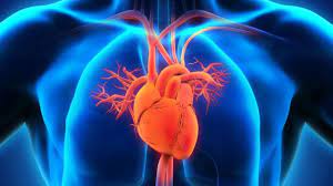 Corazón en miniatura podría ayudar a acelerar la cura de enfermedades cardíacas