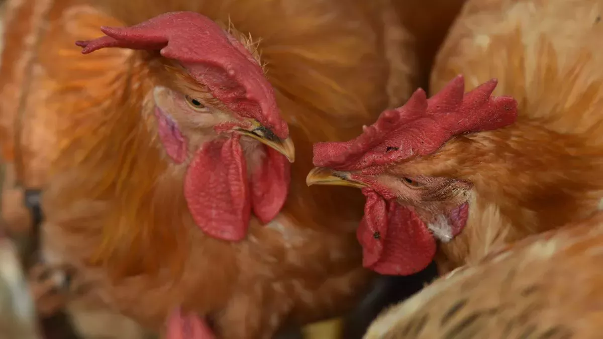 Se registra el primer caso humano de gripe aviar H3N8 en un niño de 4 años en China