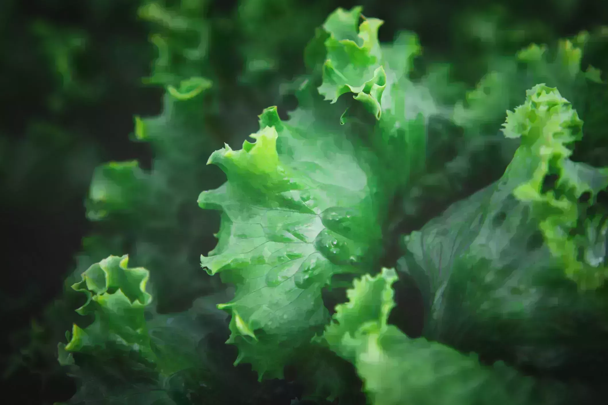 closeup of rows of organic healthy green lettuce plants