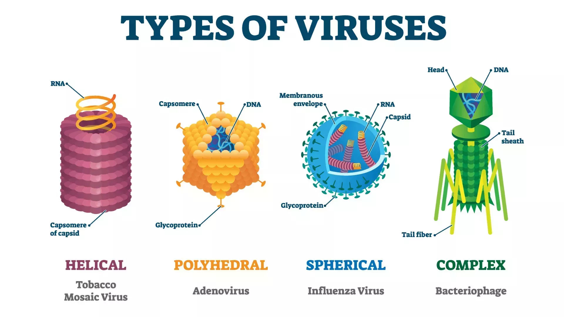 ¿Qué son los virus?