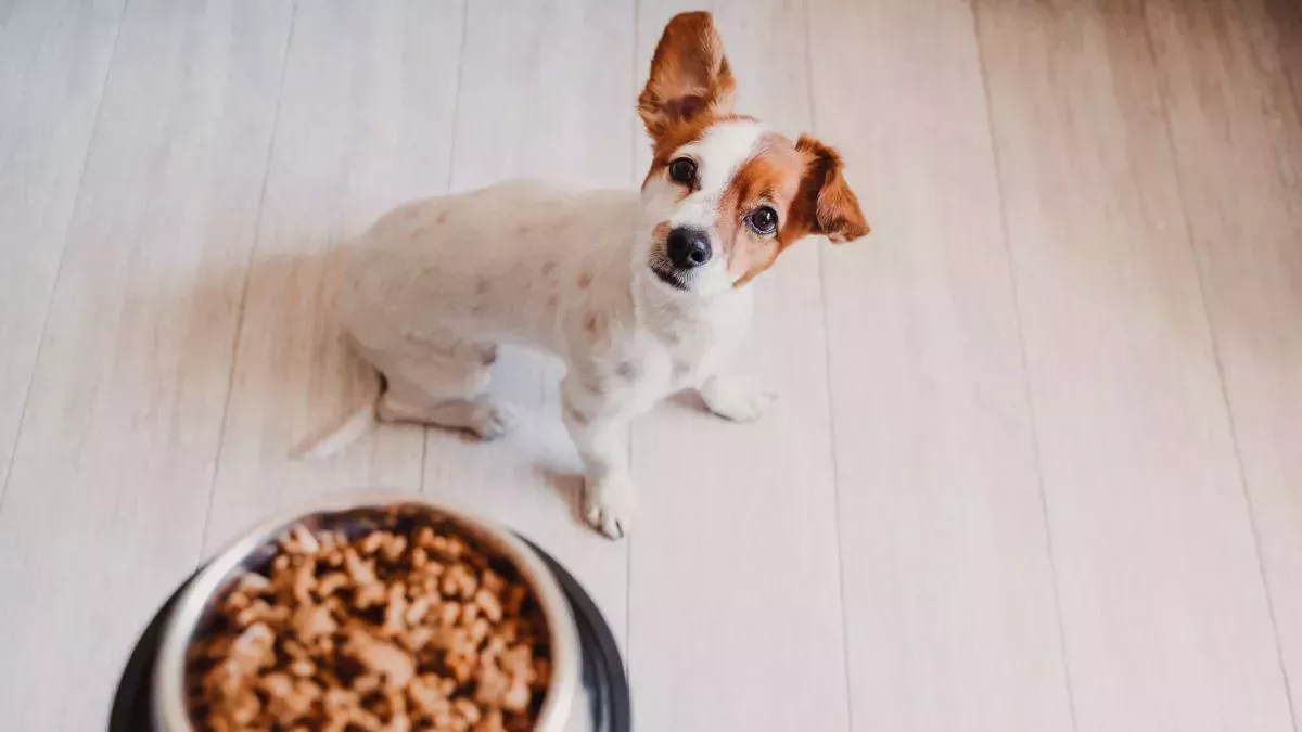 ¿Comer comida para mascotas me matará?