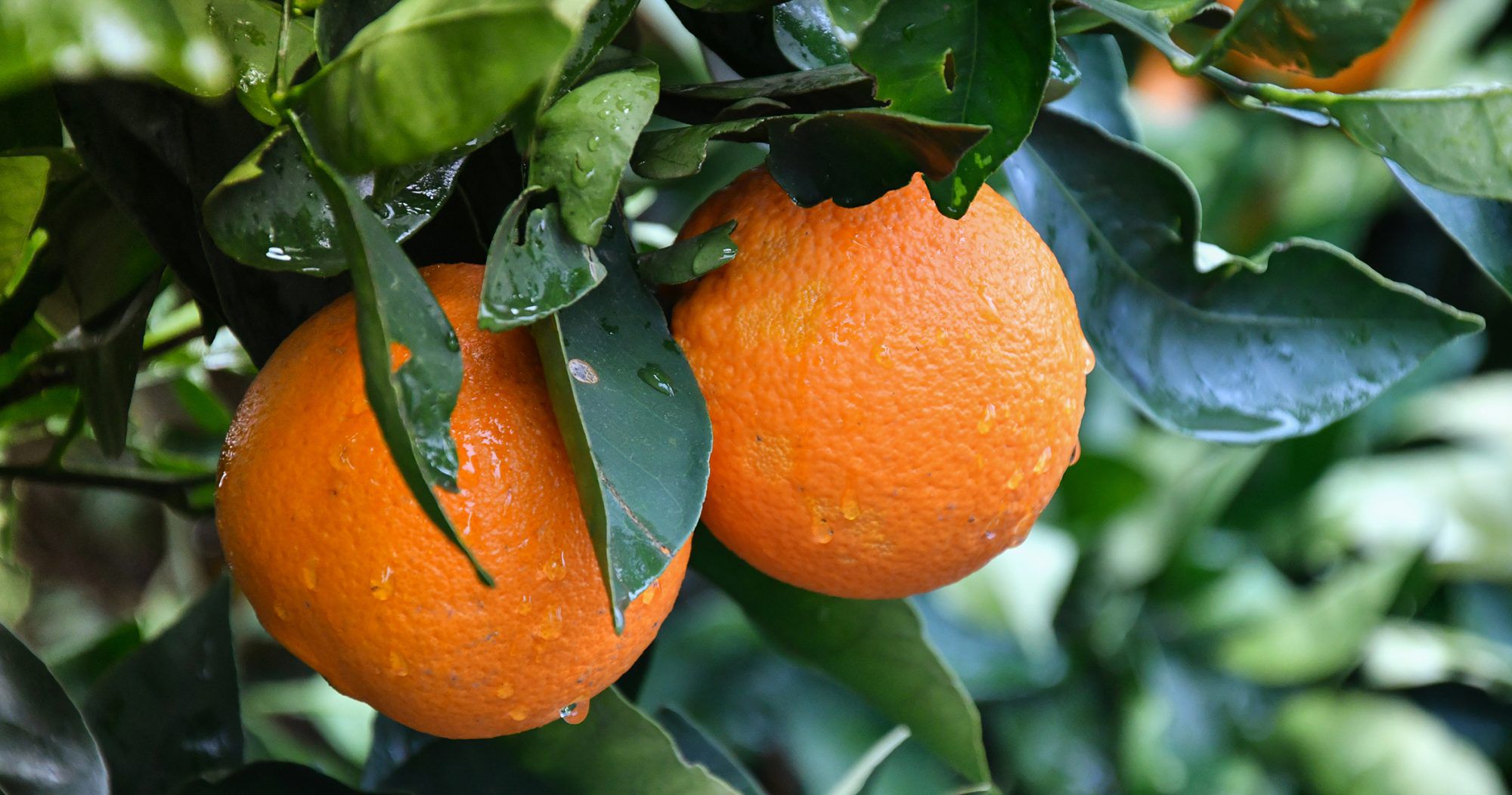 Los beneficios de las naranjas para la salud van más allá de la vitamina C