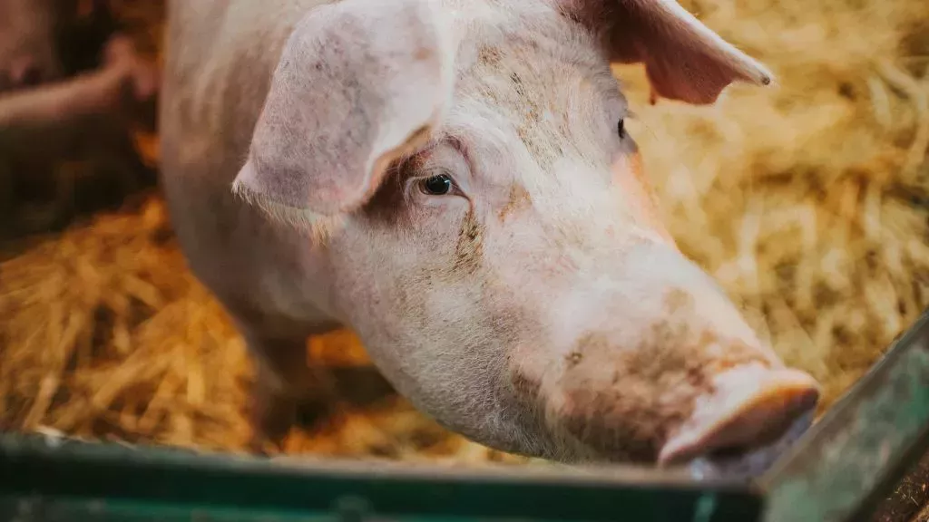 Los científicos reviven las células de los cerdos una hora después de su muerte, un posible avance en el trasplante de órganos