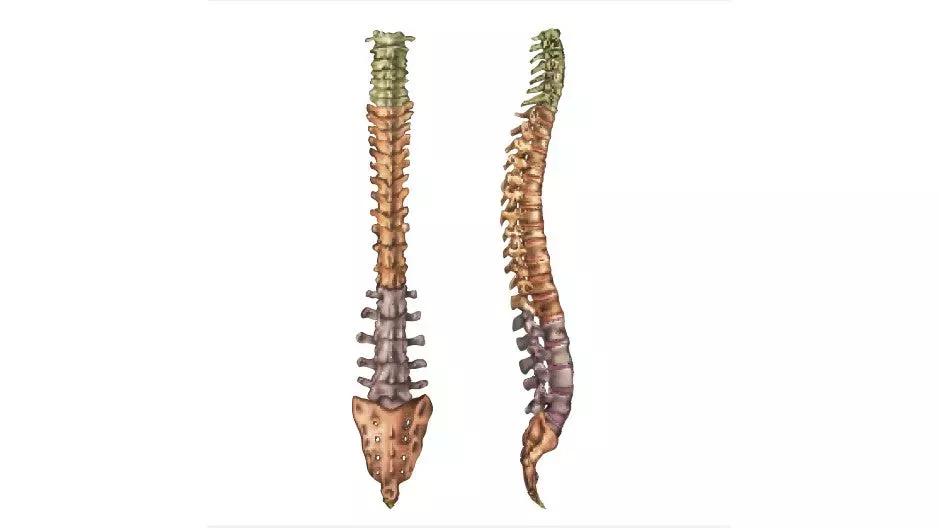 Sea amable con su columna vertebral. Nuestros expertos en anatomía le dicen cómo hacerlo.