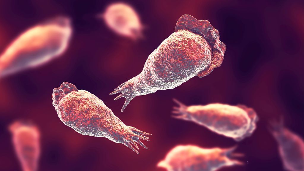Un niño de Nevada muere por una rara infección de ameba comecerebros tras nadar en el lago Mead