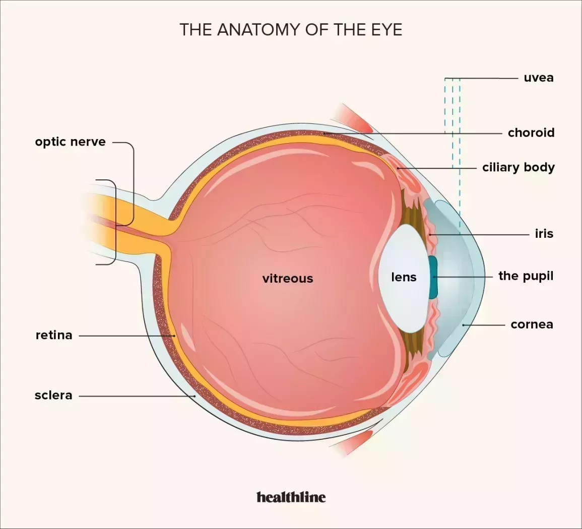 A cross-section illustration of the eye, showing the retina and optic nerve as well as the pupil, cornea, iris, and other parts of the eyeball. 