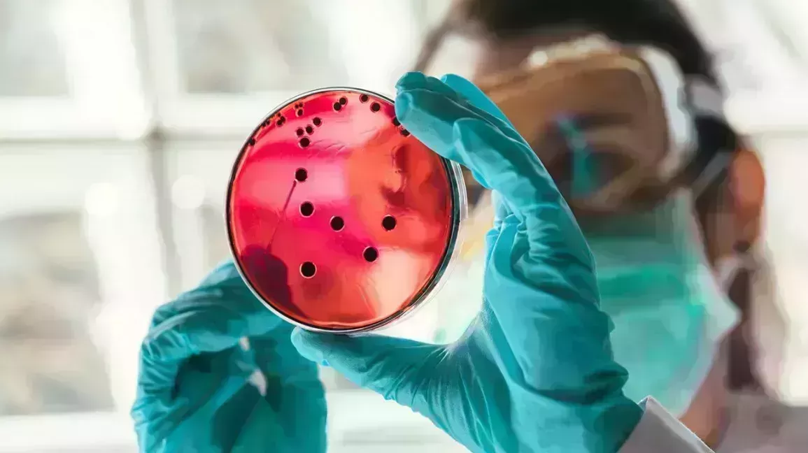 Scientist wearing green gloves looks into red petri dish 1