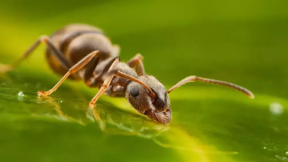 Las hormigas pueden detectar el olor del cáncer en la orina