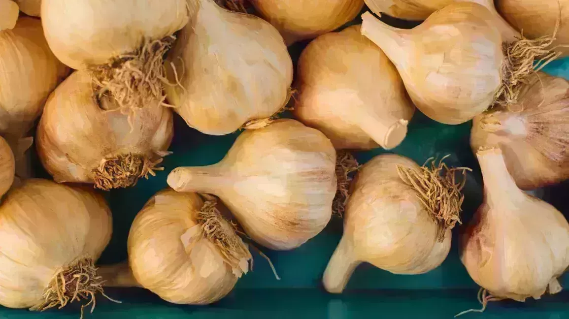 bulbs of garlic