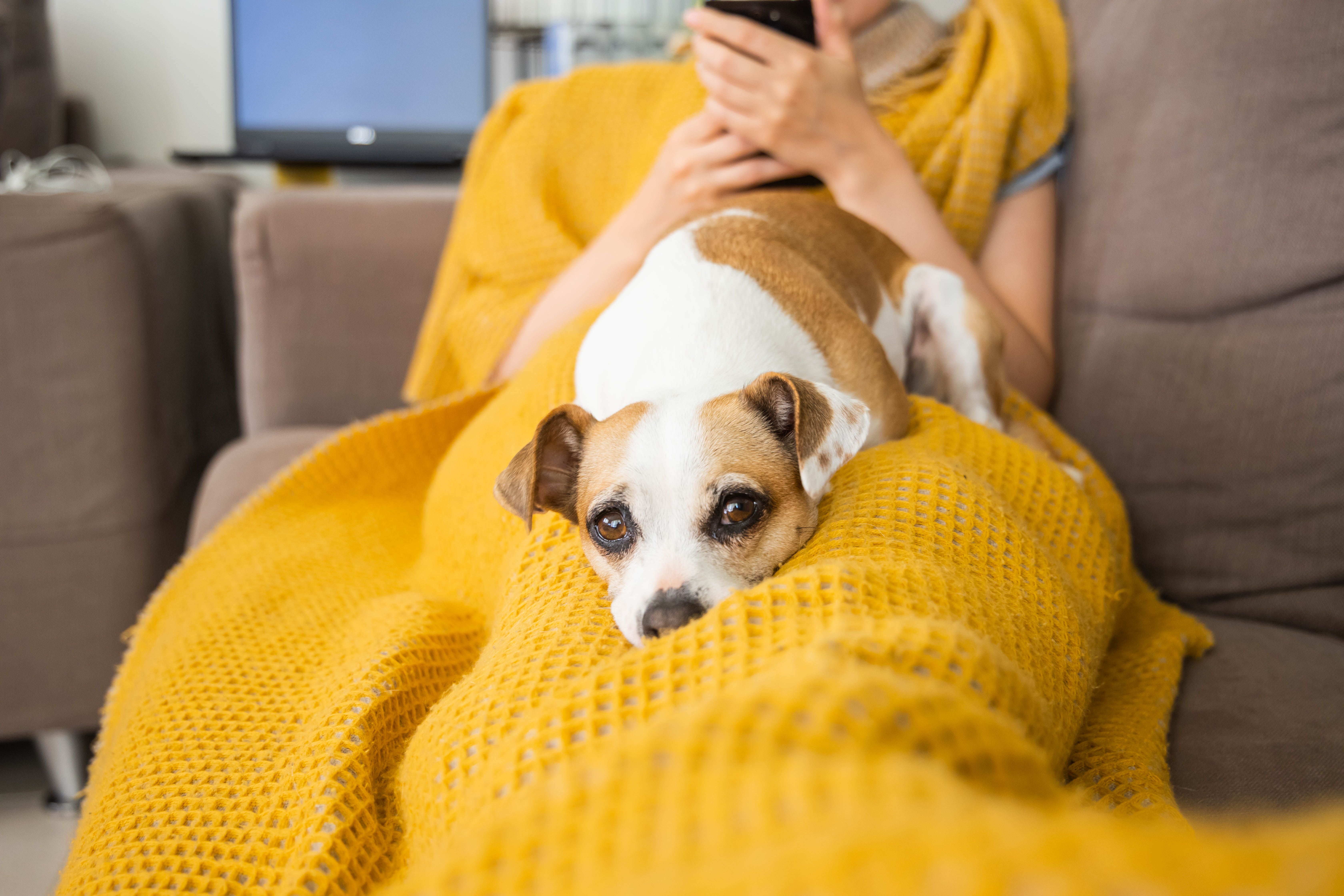 5 mitos sobre la salud de su mascota que los veterinarios deben dejar de creer 5 mitos sobre la salud de su mascota que los veterinarios deben dejar de creer