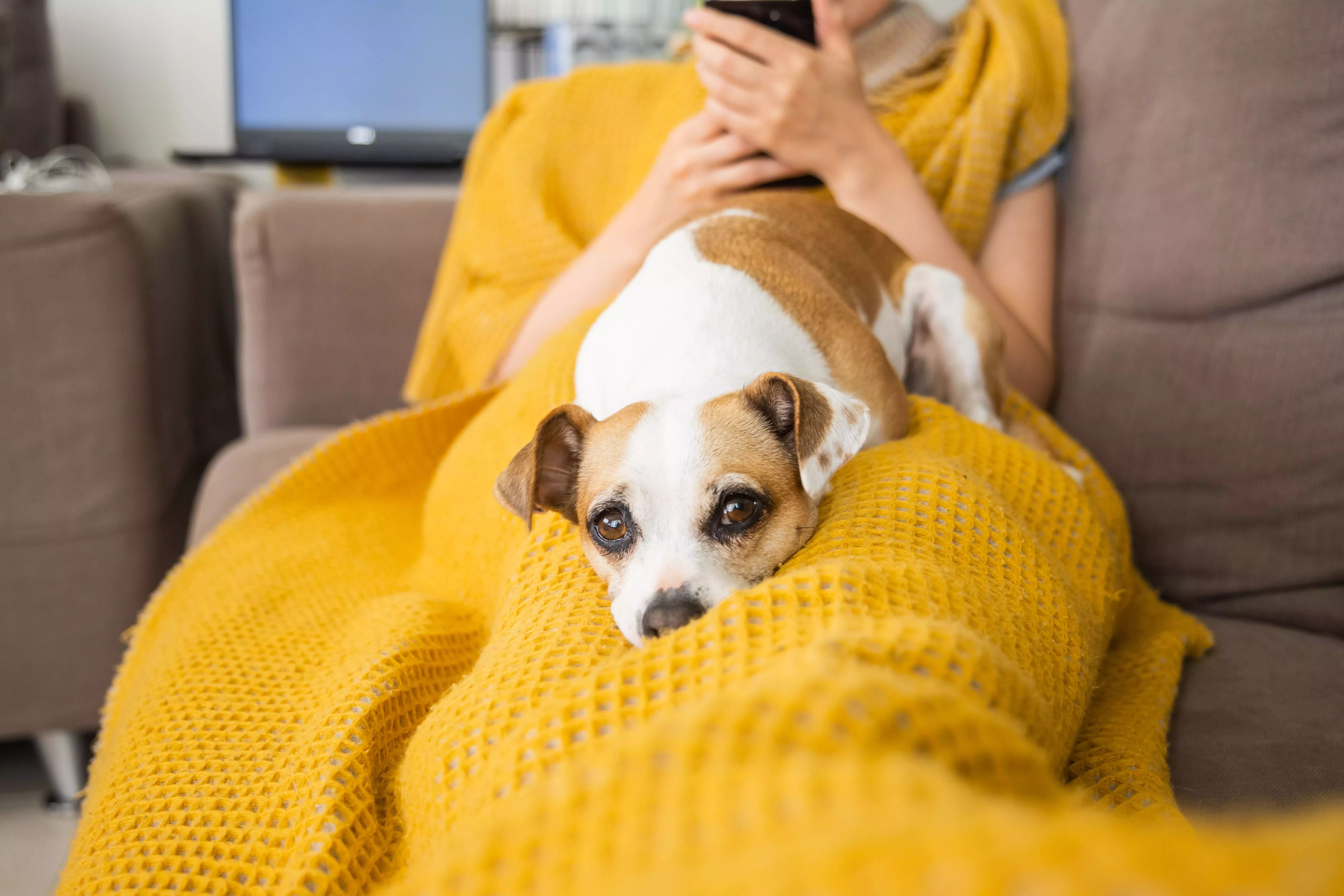 5 mitos sobre la salud de su mascota que los veterinarios deben dejar de creer