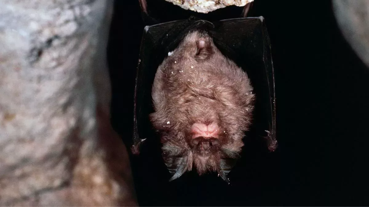 En un 1er, los científicos cultivan células madre que podrían mostrar cómo los murciélagos albergan virus letales sin morir