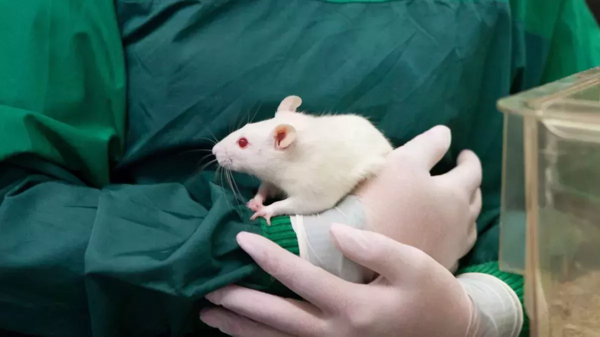 La FDA ya no exige ensayos con animales para los nuevos medicamentos. ¿Es seguro?