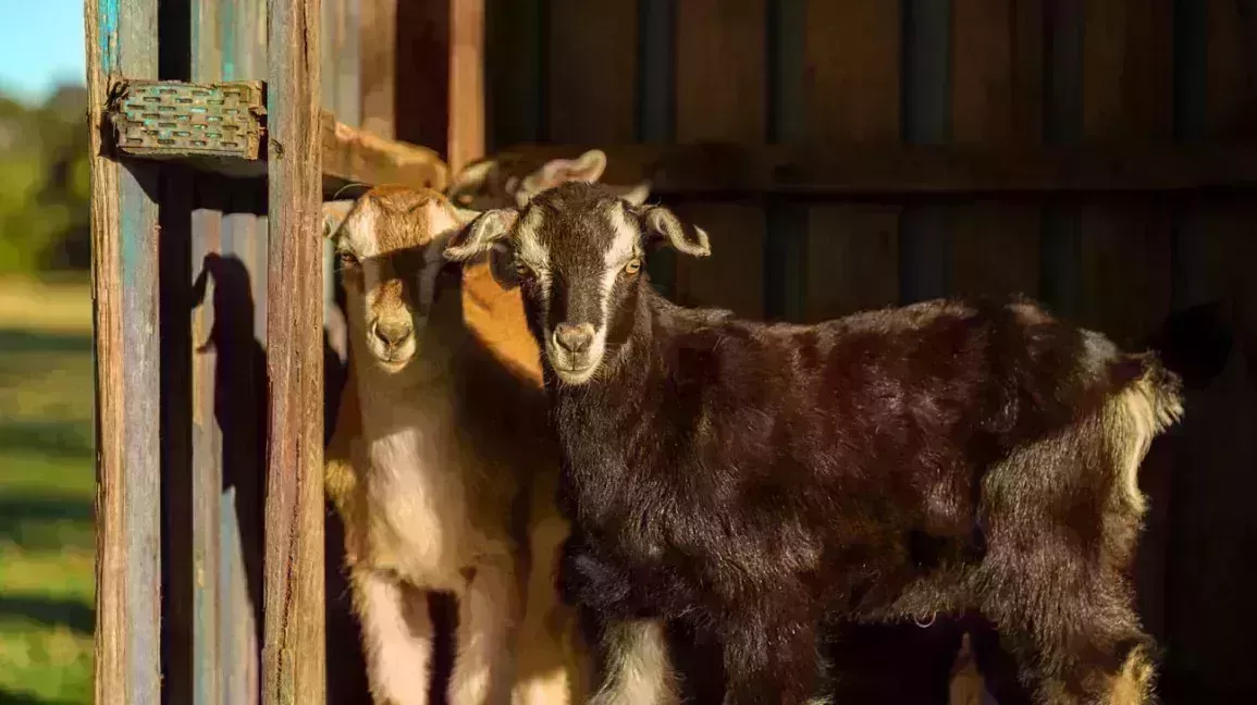 Two goats on farm