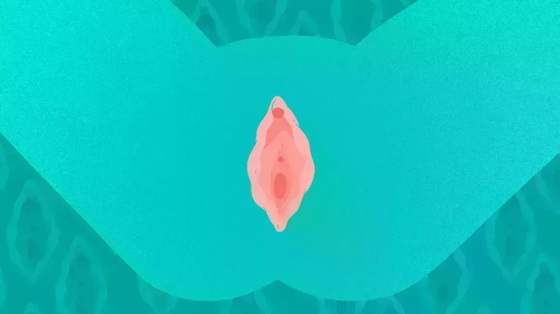 Illustration of the vulva