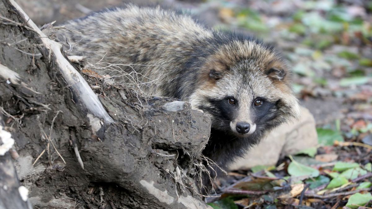 El ADN de perro mapache del mercado de Wuhan apoya la idea de que COVID procede de animales