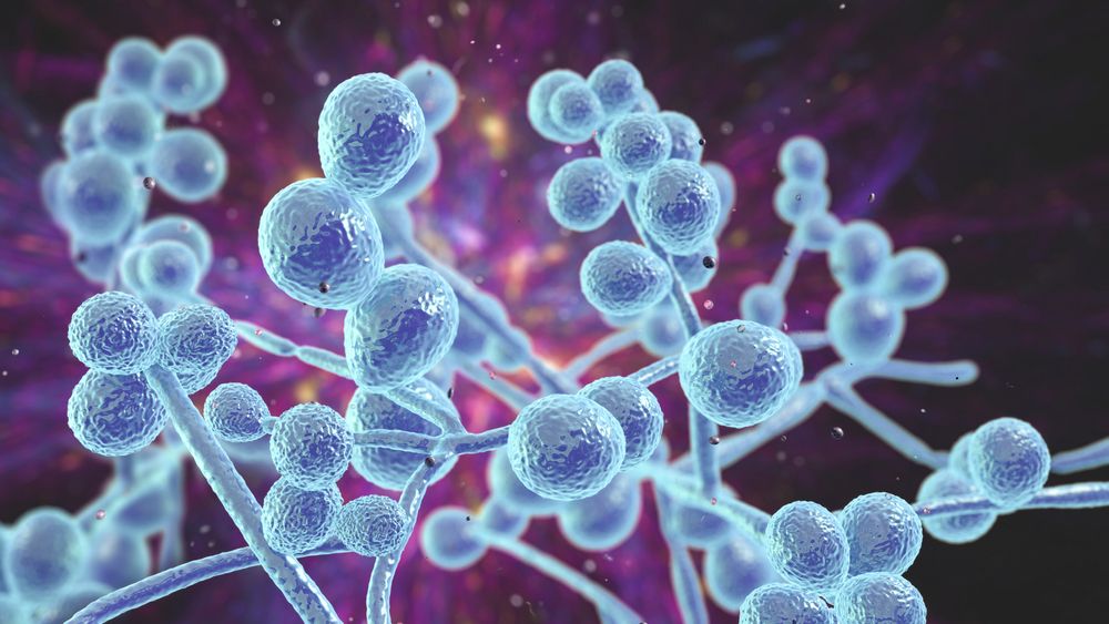 El hongo "superbacteria" potencialmente mortal se propaga con mayor rapidez en EE.UU.
