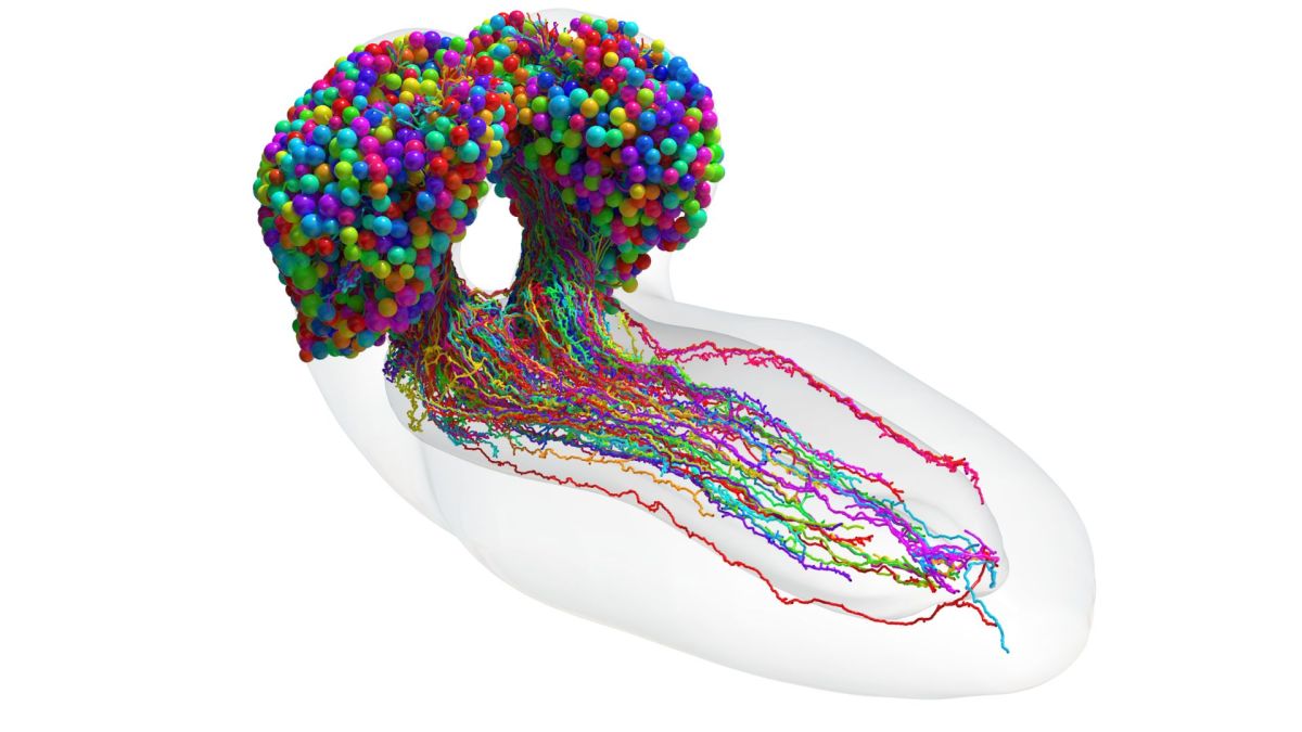 El primer mapa completo del cerebro de un insecto contiene 3.016 neuronas