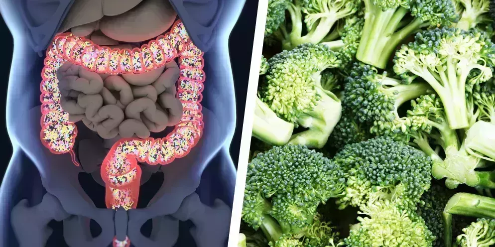 illustration of colon on left, photo of broccoli on right