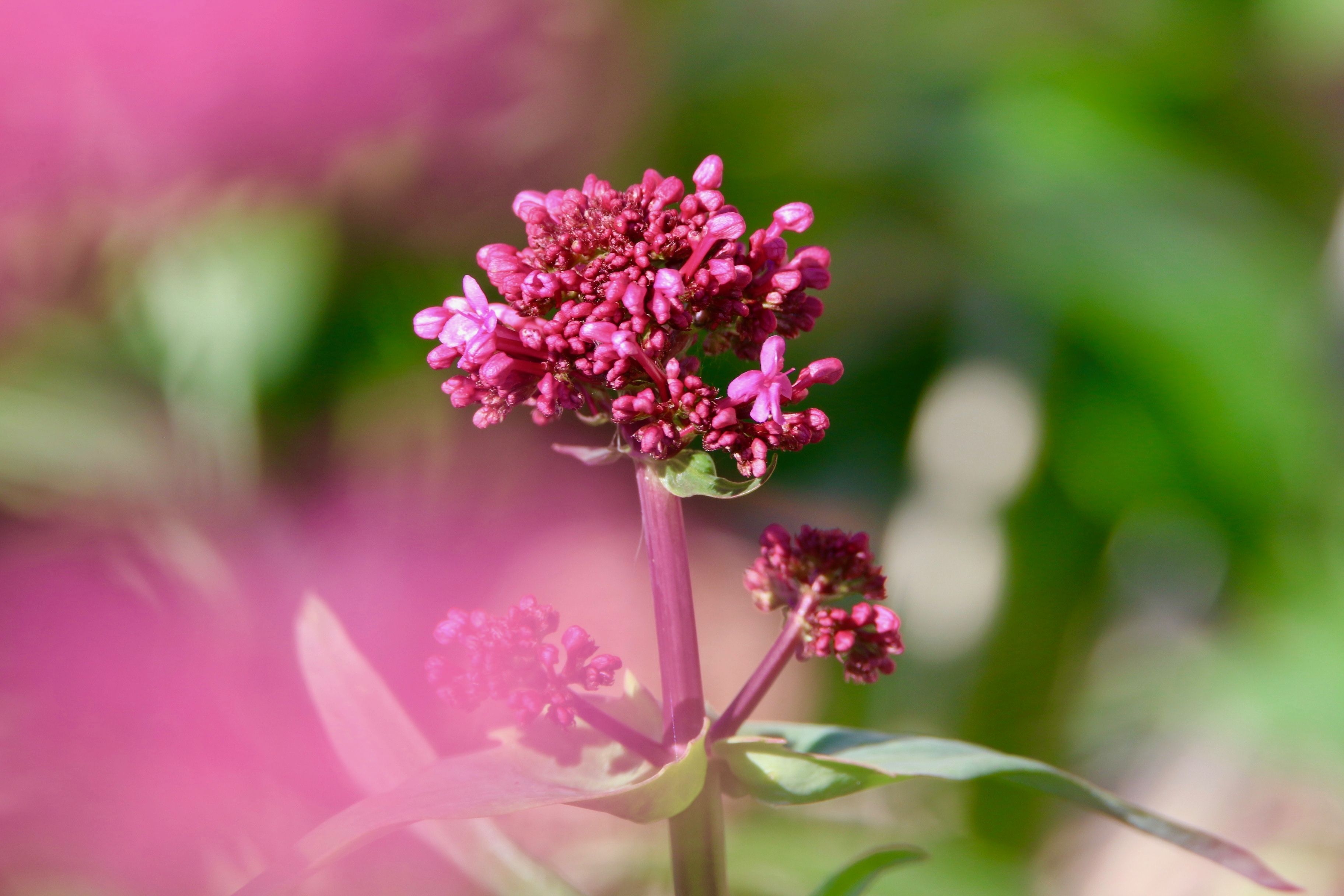 Explicación de los beneficios ocultos (y potenciales) de la raíz de valeriana