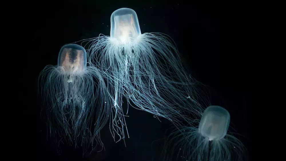 Los secretos de la longevidad extrema podrían esconderse entre monjas... y medusas
