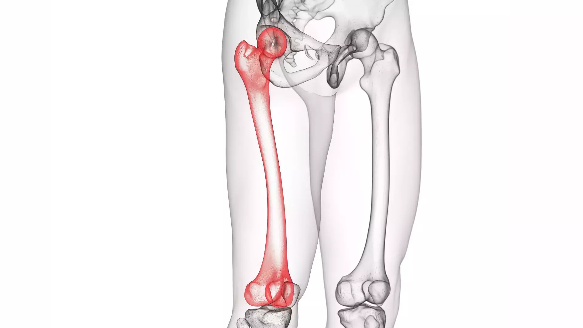 ¿Cuáles son los órganos más pesados del cuerpo humano?