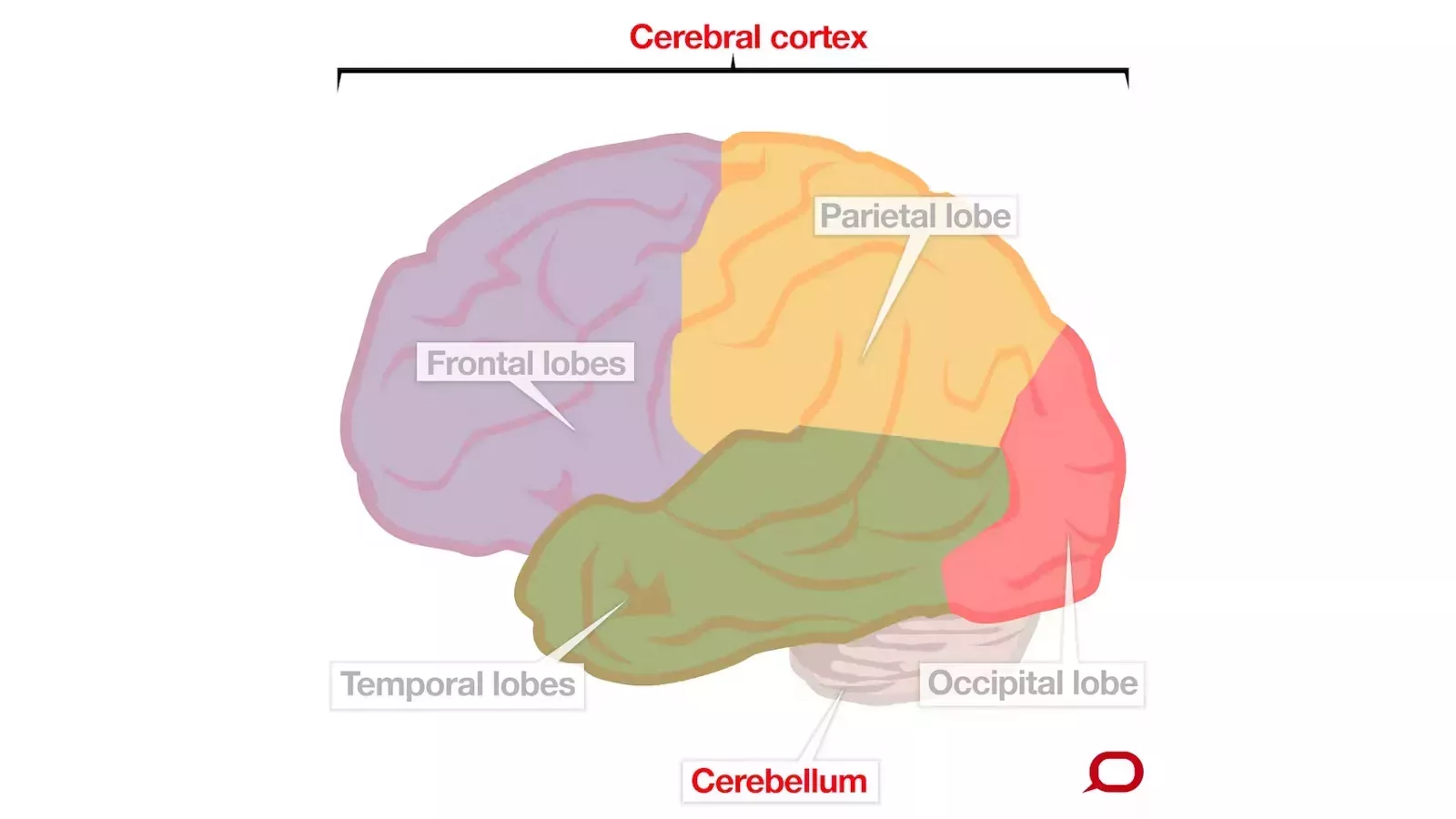 ¿Cuáles son los órganos más pesados del cuerpo humano?